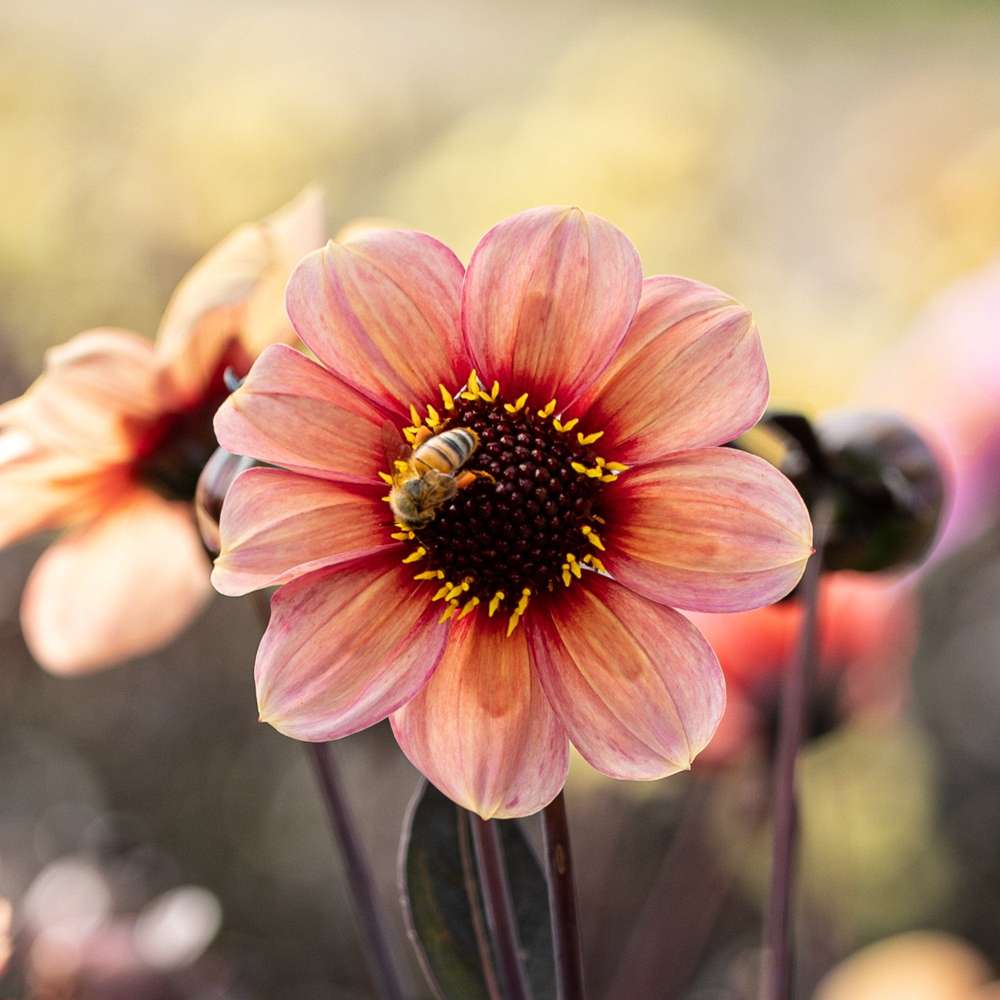 Dahlia 'Happy Single Kiss'